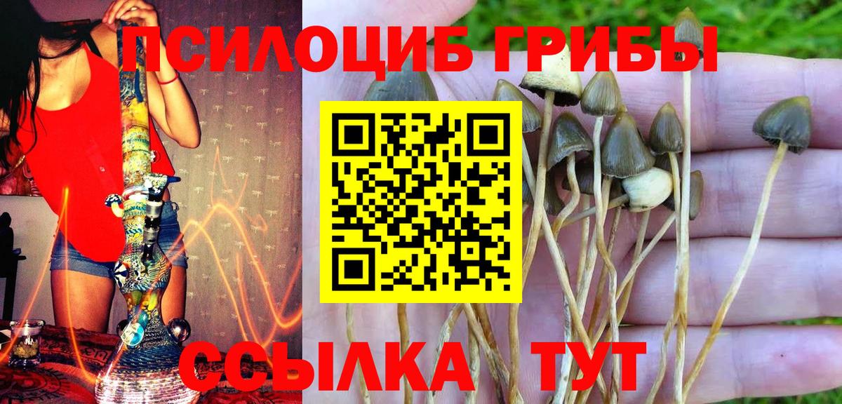 Псилоцибиновые грибы Psilocybe  Вход с VPN  Кохма 